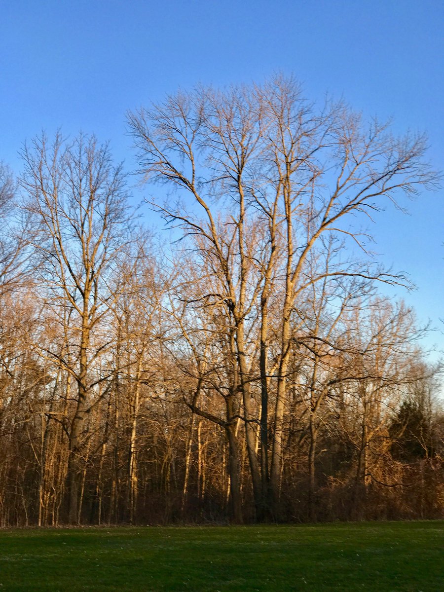 TreesofNiagara's tweet photo. https://t.co/UFP9sYd3vO