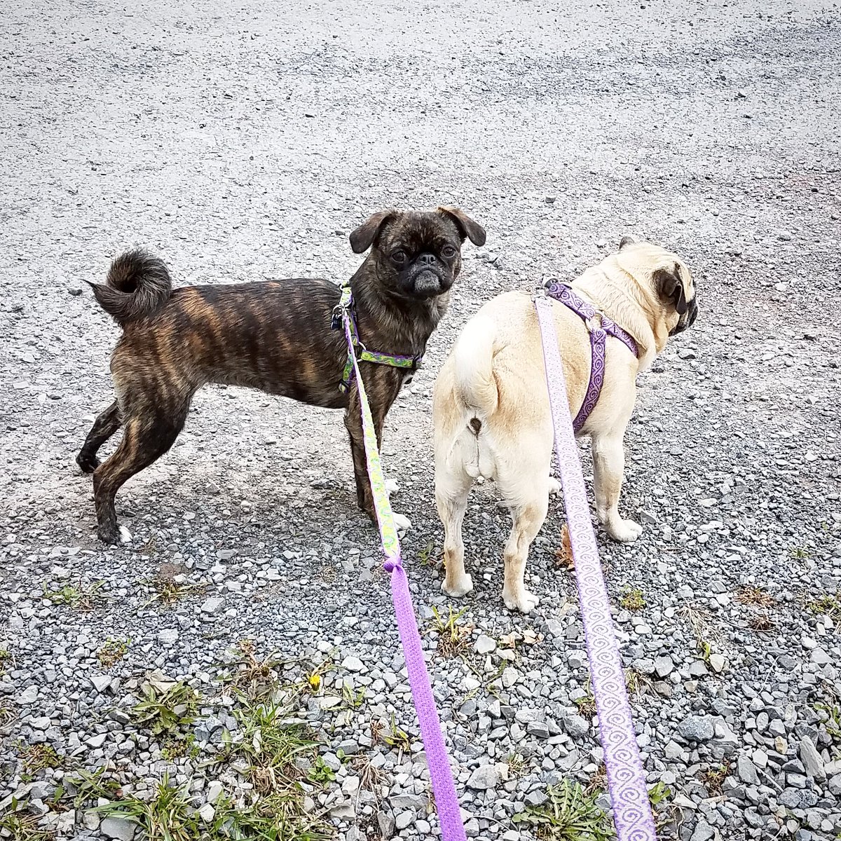 funaek's tweet photo. Adventure time in a new place! #tinyheadpug https://t.co/2GWt72dY1B