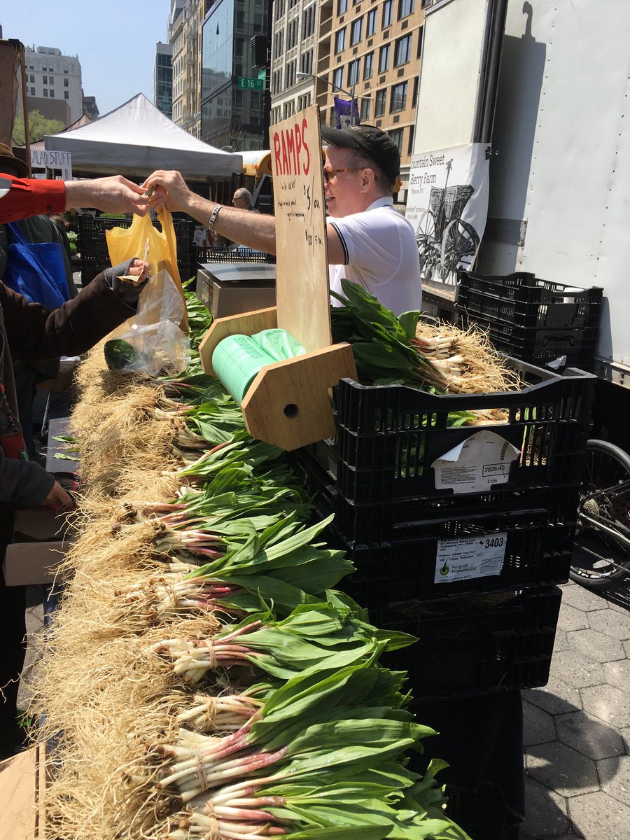 bill_buford's tweet image. For weeks there have been pictures in Europe of asparagus, morilles, rhubarb etc. Finally NYC gets its ramps, a month late, the indigestible wild leek that everyone has to have because it’s green. #SpringMaybe?