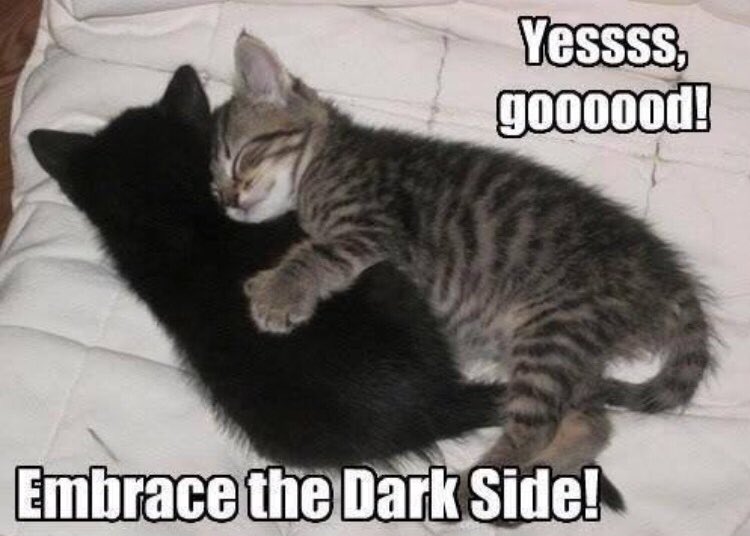 WilfingerSonja's tweet photo. Reylo cats!🐈🐈

Good night, guys!
#reylo #savebensolo https://t.co/Td16jGB9g5