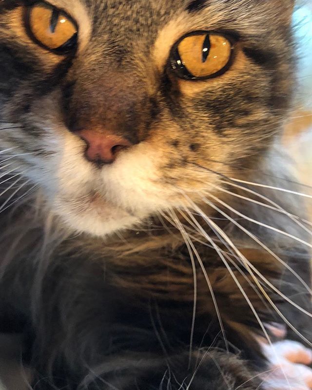 Home- and Sasha wants attention. NOW! ift.tt/2Fp9Rs1