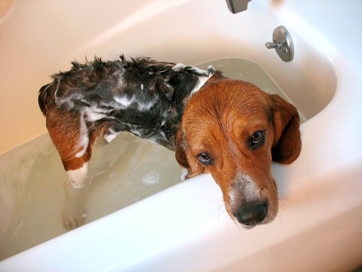 O… I need a bath? doggiepet.com