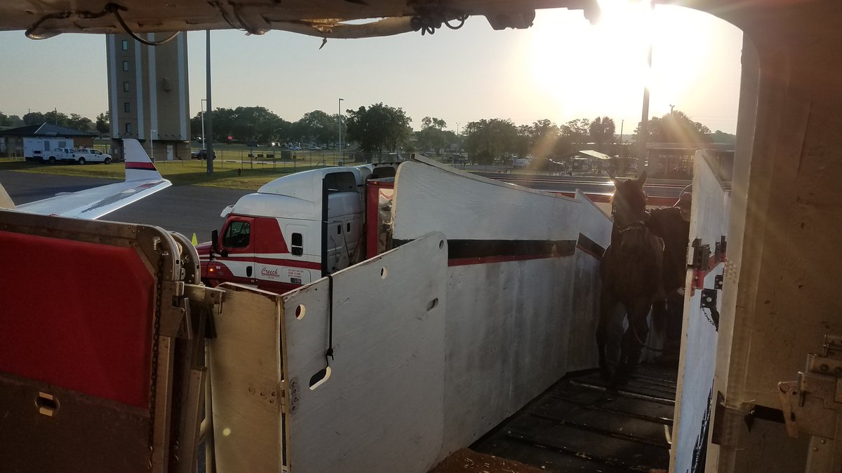 CreechHorse's tweet photo. Beautiful morning for loading horses from @OBSSales #whenhorsesfly
#TexSutton #horses #horsetransport #Thoroughbreds https://t.co/ZM69Ommjuj
