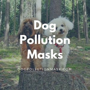 DogAirMask's tweet photo. Dog friends in a forest. Protect your pets with clean air. Now you can filter the air your dog breathes on bad air days. Coming Soon: https://t.co/YkQxtHnApu #BadAir #BadAirDays #CleanAir #PetHealth #CuteDogs #BestFriends #OutdoorDogs https://t.co/pybEjeQMO0