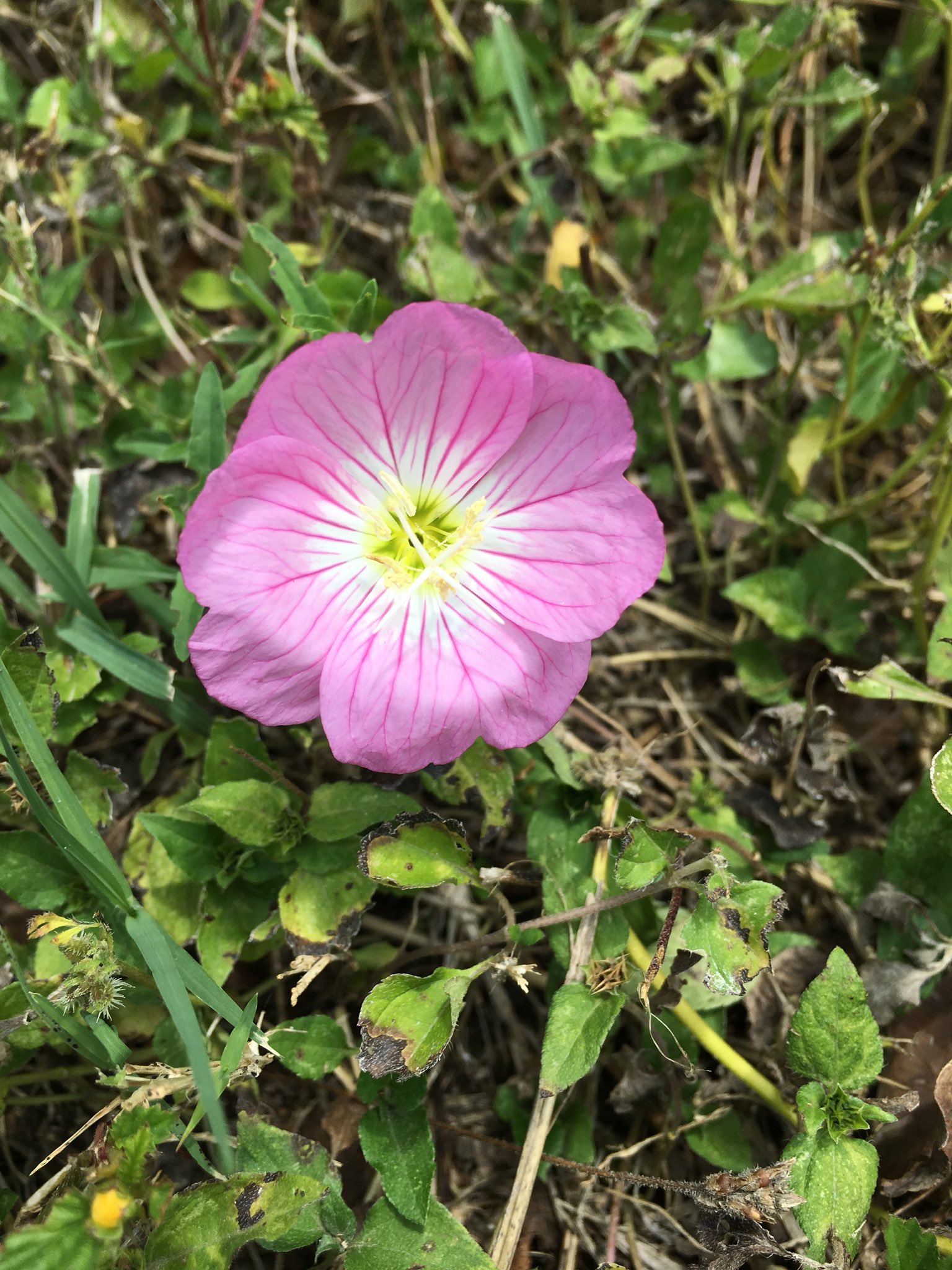 pinkeveningprimrose - Search / X