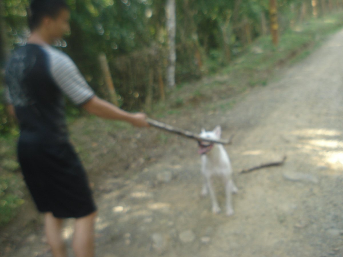 manulo_tv's tweet photo. Mi perro Morgan, cuando fuimos a Pico de Loro lo llevamos #Dog #animais #Animalitos #travelblogger https://t.co/WMOWbB4znX