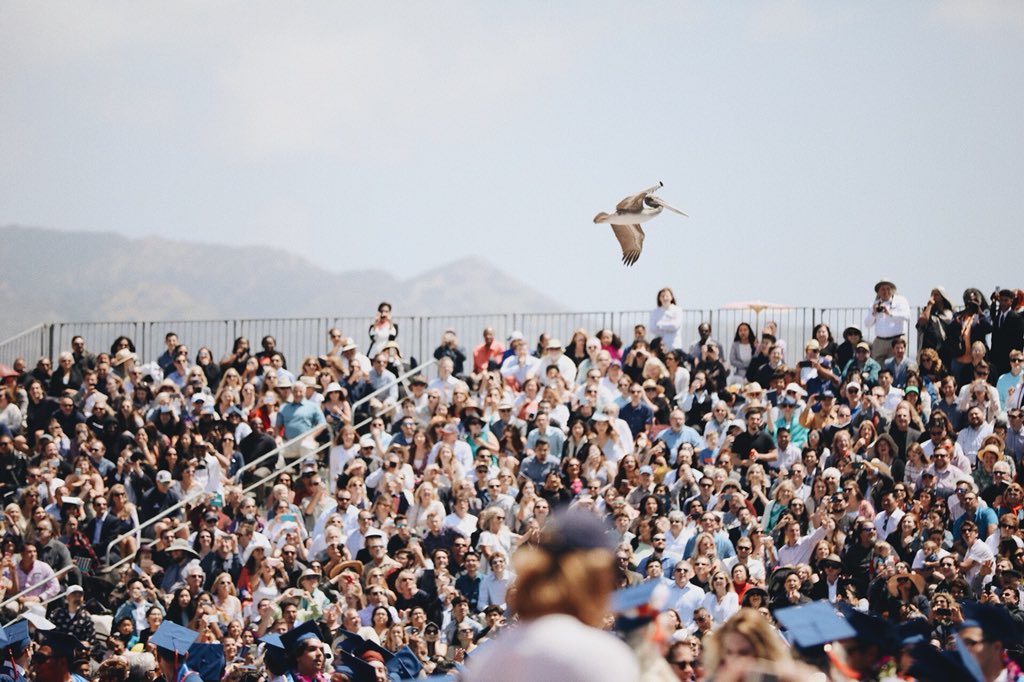 pepperdine's tweet image. In case you thought #PeppGrad18 wouldn’t be memorable, we bring you diving pelicans!