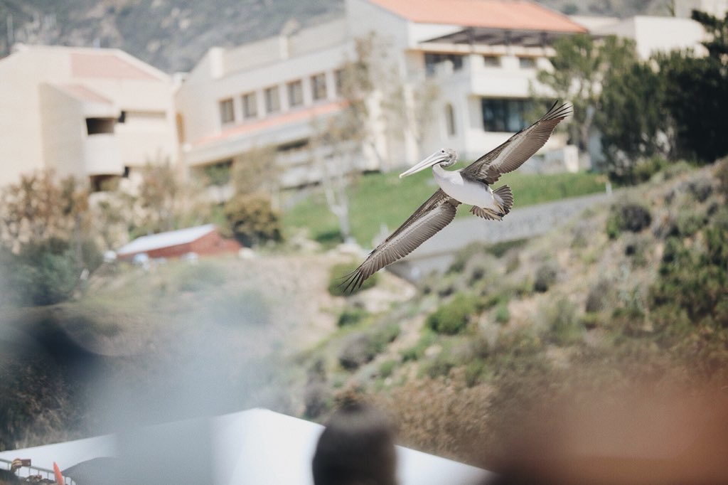 pepperdine's tweet image. In case you thought #PeppGrad18 wouldn’t be memorable, we bring you diving pelicans!
