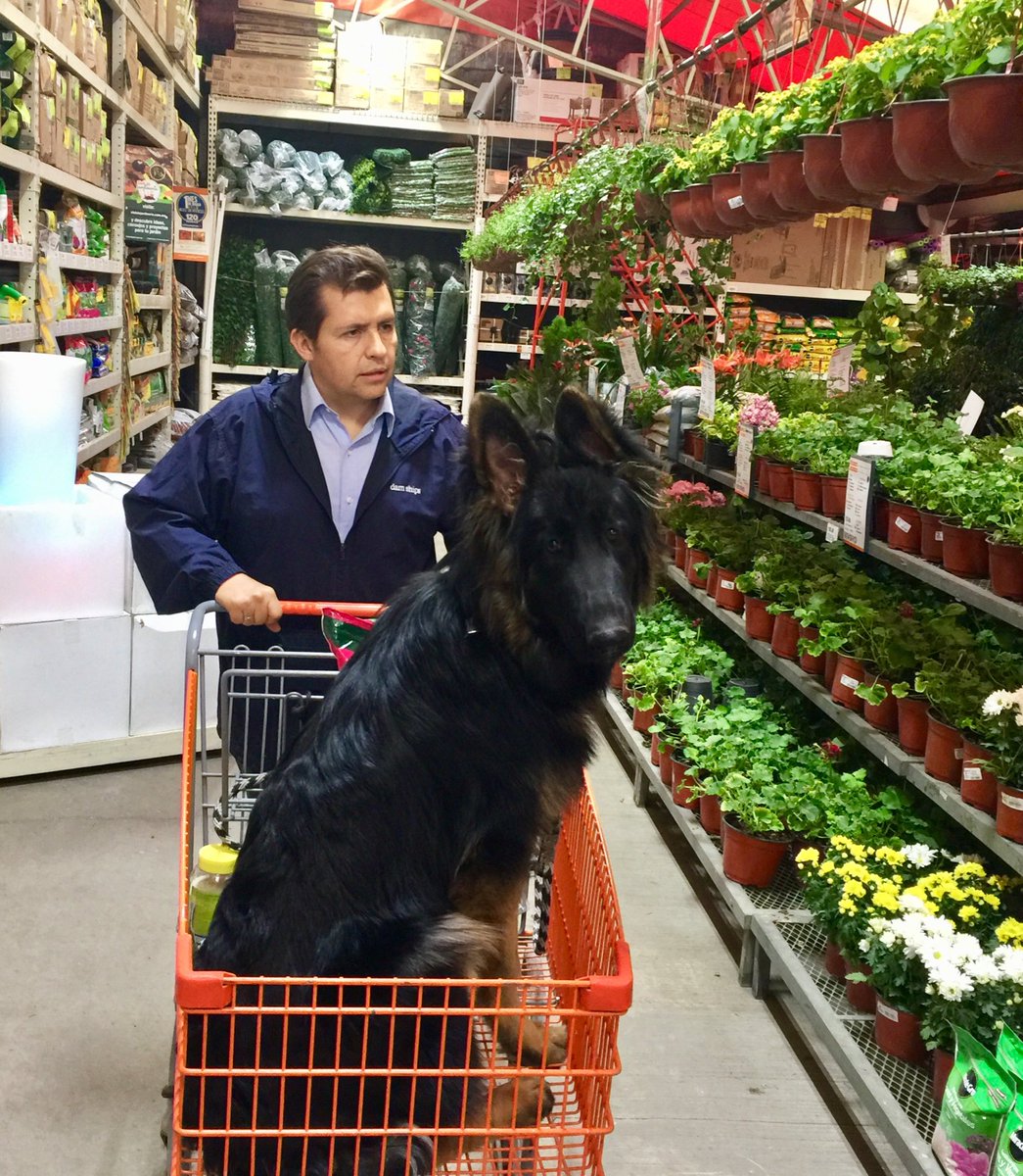CiroDi's tweet photo. Un día de compras cualquiera en un finde cualquiera
#TaurusRocks https://t.co/bGLZbyhsiF
