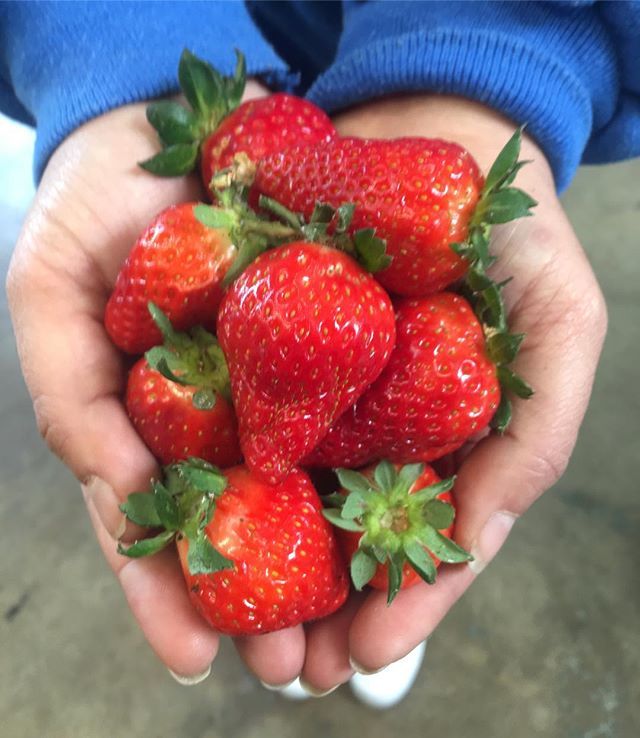 cherrysprout's tweet photo. Organic Oregon strawberries from Denison farms are here! 🍓🍓🍓
.
.
.
.
.
.
#strawberries #organic #oregon #cherrysprout https://t.co/3Xx9HleeO9 https://t.co/wsFn6CReCm