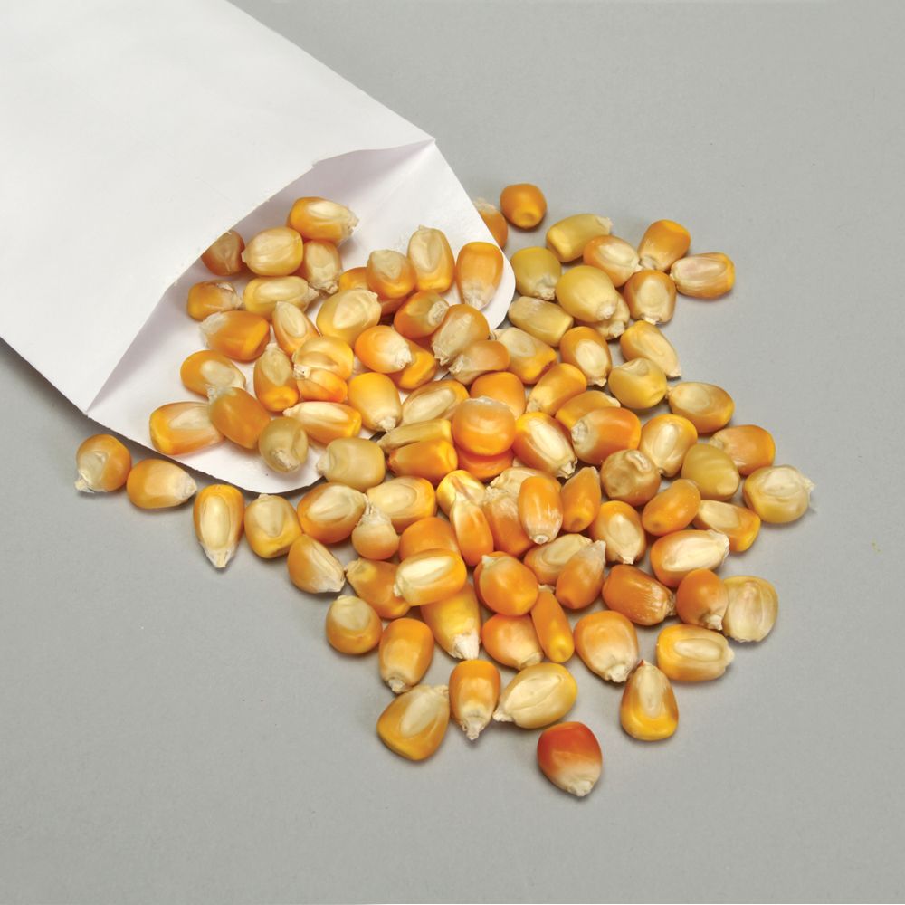 tweetsauce's tweet photo. corn eggs https://t.co/8Z7EgjQZBB