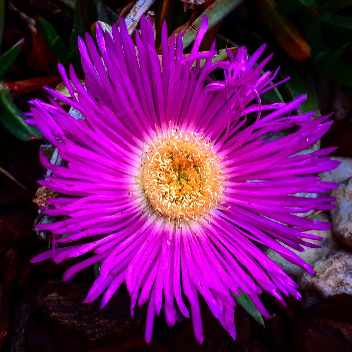 DinaMalgieri's tweet photo. Hello #TwitterWorld
#avrilphoto
#gardening
#fleur https://t.co/EeLfdi3Sfd