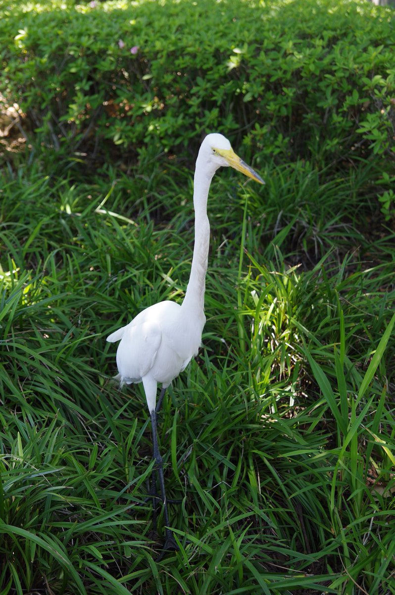 ヒロ 知ってますか フロリダって野鳥の宝庫なんですよ なのでパークの中でもいろんな種類の鳥を見ることができます Mnwdw Wdw ディズニーワールド ヒロ 知ってますか フロリダって野鳥の宝庫なんですよ なのでパークの中でもいろんな種類の鳥を見ることができます Mnwdw Wdw ディズニーワールド