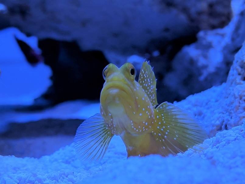 AFMMarine's tweet image. Cryptocentrus cinctus