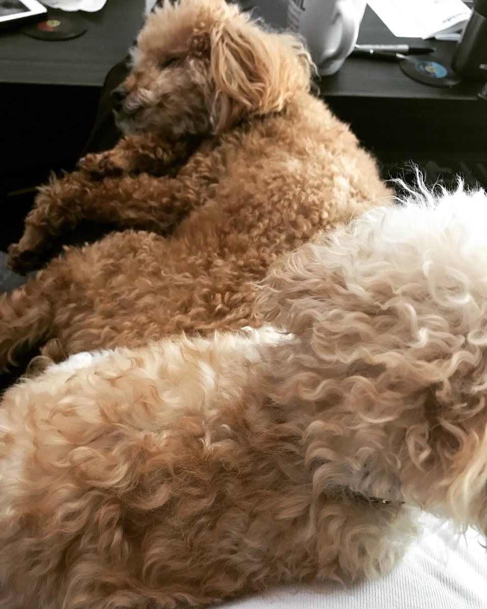 #saturdayjoy #relaxingday at home with #mybabies #poodles #poodlesofinstagram #poodleoftheday #poodleofficial #poodlelove #pets #petsofinstagram #dogs #dogsofinstagram