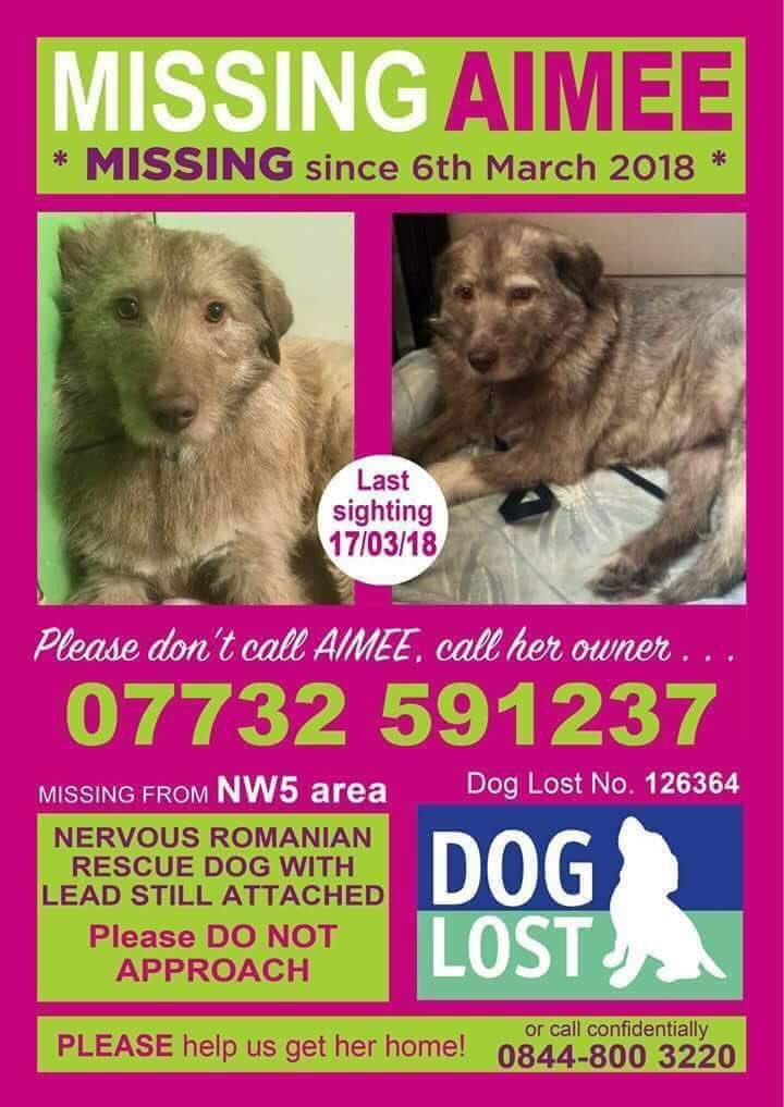 rosiedoc666's tweet photo. #findAimee #missingrescue πͺ this beautiful girl is #lost & running #scared #lost 6/3 in #Highgate now she could be on #HampsteadHeath SEARCHING TONIGHT & TOMORROW with kind permission from #hampsteadcouncil ty β€οΈβ€οΈ
#Londoncalling
https://t.co/yxfqJD3cf3 https://t.co/S5NPjD1DCo