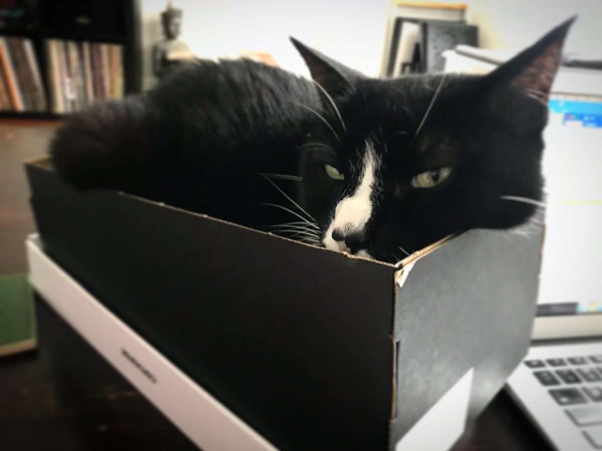 I sits, therefore I fits. #CatsofTwitter