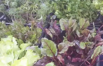 Seedy Sunday EB tweet media