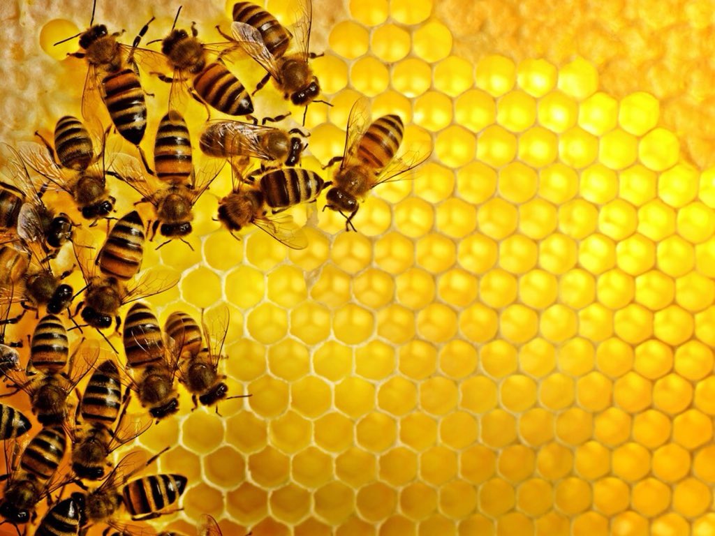 Finalmente L’ #Europa decide di salvare le #api, stop all’utilizzo dei #pesticidi #cronaca #28aprile