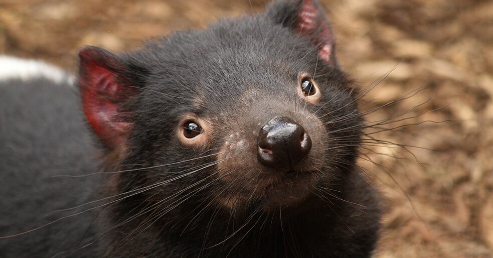 JohnLudy1's tweet photo. Tasmanian devils are dying due to a contagious facial cancer. Low genetic diversity has been part of their species since before Europeans arrived, but now small numbers and fragmentation are taking their toll. Crowdfunding provides hope though!  https://t.co/vWhusnzTHv #ees028 https://t.co/P7hAy0pKTY