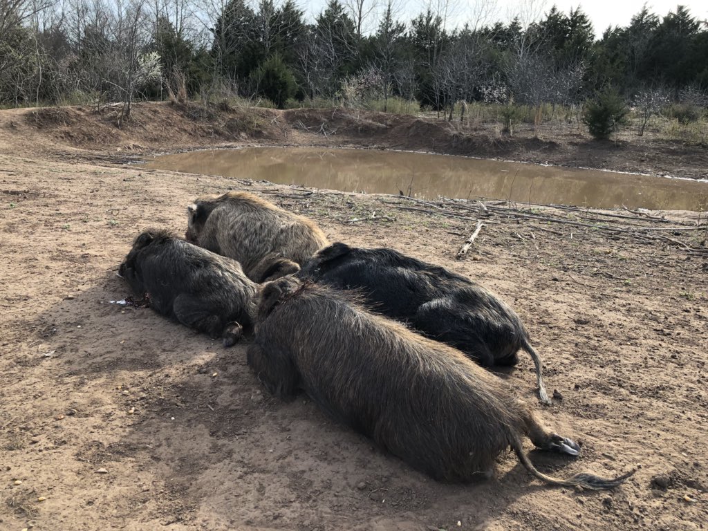 OutdoorCompound's tweet image. Pigs down in Oklahoma! Know the land, be prepared! #huntsmart / #huntprepared / #hunting / #bowhunting / #hoghunting