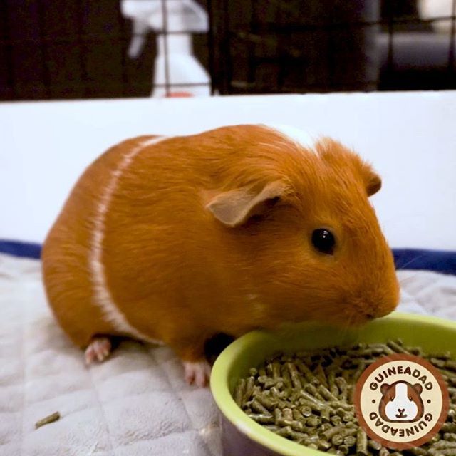 GuineaDad's tweet photo. OoooOo I hear something! (ear flip) #cuteselfie #allaboutangles #peanut #thatear #😍
_____
GuineaDad, helping piggies live their lives to the fullest https://t.co/5sNAPuiuUC https://t.co/E3LEJWspfV