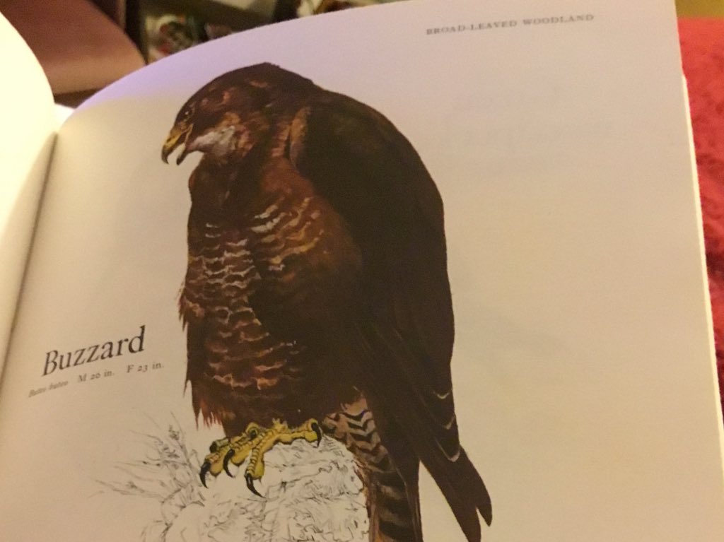 RachelBurch2's tweet photo. The book of British birds, Reader’s Digest (1981)
I love this book, I had it as a child then bought it again second hand a few years ago. Growing up in 80’s Norfolk I hadn’t seen a buzzard until I moved to Devon. I still love seeing and hearing them. #books https://t.co/tnKHMrNUxc