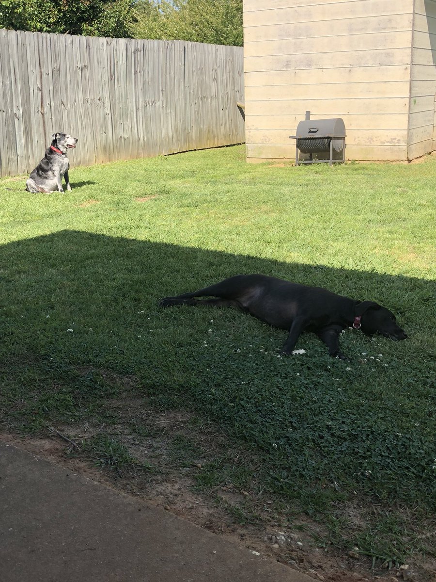 RollTideTab's tweet photo. Enjoying the beautiful day. #spring #theadventuresofHuckleberryFinn #Cledus #dogsoftwitter #pups https://t.co/7W54pumvto