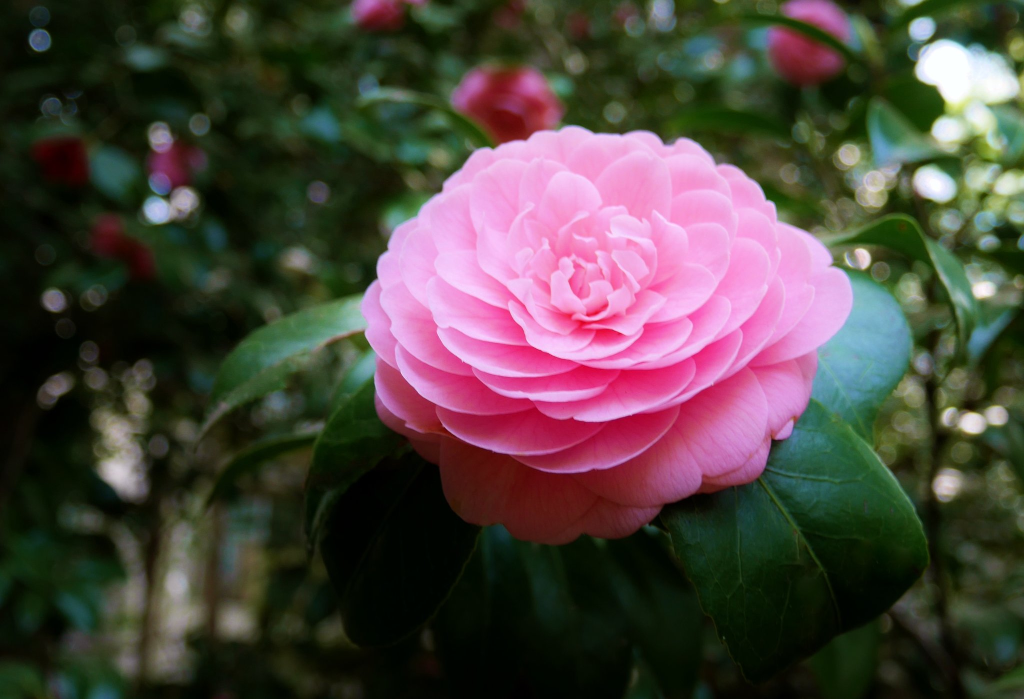 花 4月29日の花 椿 花言葉 魅力 ツバキの漢字 古事記 都婆岐 日本書記 海石榴 万葉集 椿 八重垣神社にある道理玉椿 夫婦椿 稲田姫命が立てた2本の椿の枝が 芽吹いて1本になり愛の象徴とされた 根元は2本 幹は1本になっている 年