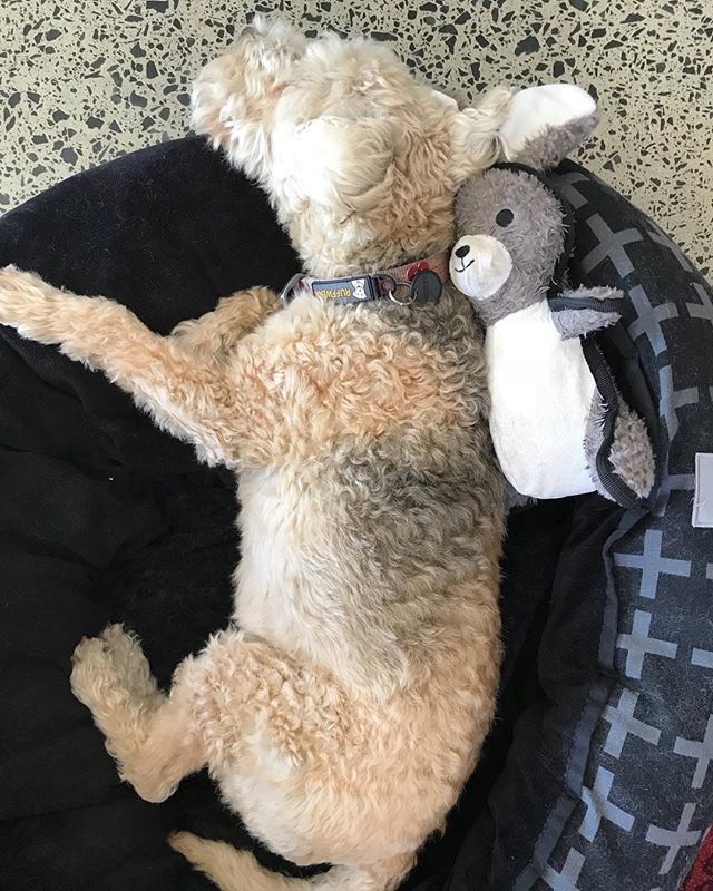 thedogeffect's tweet photo. This is the first soft toy that Tiger has had in years. They usually see a brutal death within minutes. Must be getting soft in his old age. .
.
#lakelandterrier #dog #dogtoy #terrier #seniordog https://t.co/Vjn5Cm4r4T https://t.co/ECZXNMxcrO