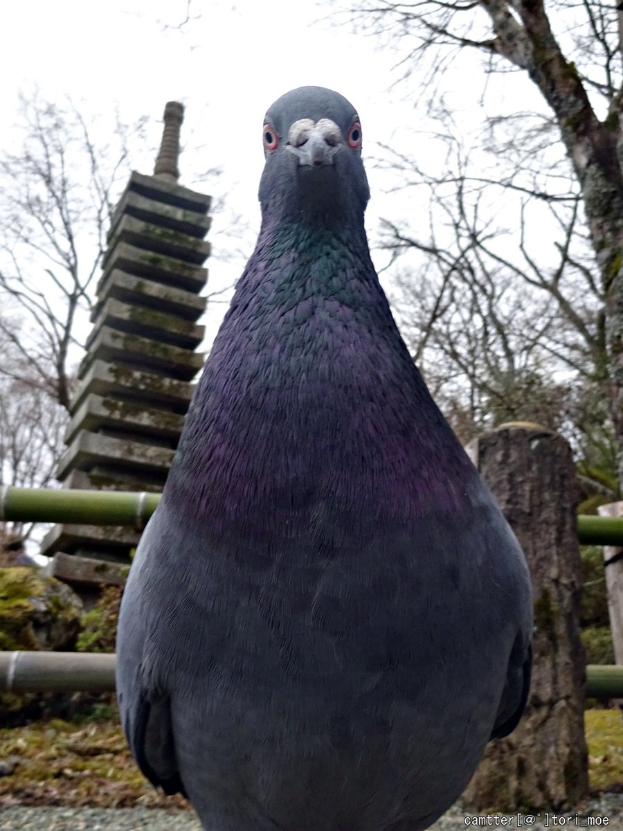 どぢょう 鳥萌病 On Twitter デカイ でかい