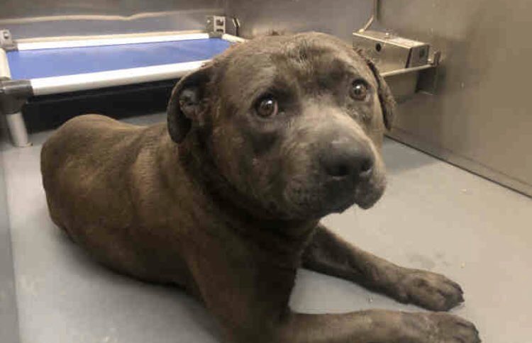 reddogsusie's tweet photo. #TN #MEMPHIS
🆘🆘SPECIAL PLEA 4yo boy HAS DEEP WOUNDS ON NECK &amp; HEAD💔wounds have been treated but this Sweet lad needs immediate #Rescue now where his wounds can heal -  pls #PLEDGE #FOSTER PLS HELP🙏🏻
https://t.co/tdj6LFWhUO https://t.co/et4shKoyMo
