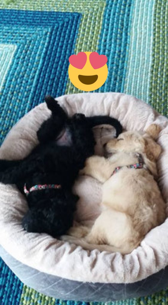 Are little puppies 
Now                                 Then