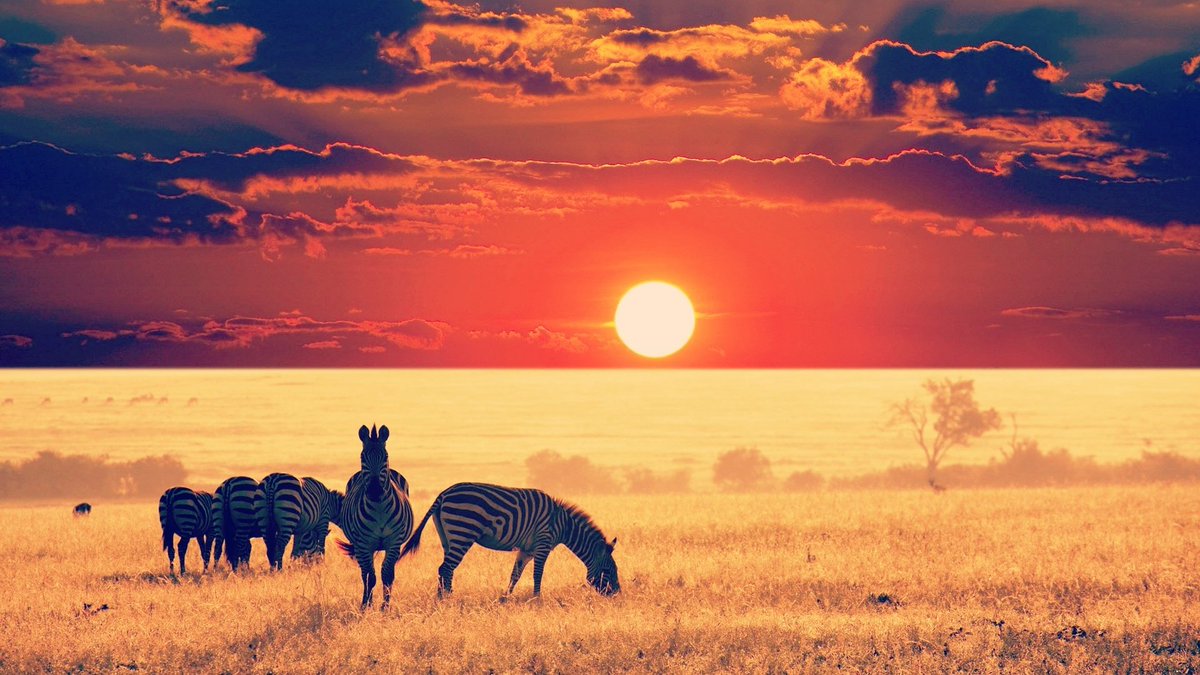 KimptonSafaris's tweet photo. There is a beautiful Sunrise and a Sunset in Africa every single day and they are absolutely FREE!
#sunrise #sunset #africa #beauty #beautifuldestinations #safari #safaritour #natgeotravel #hakunamatata #wildlife #zebra #serengeti #tanzania #kenya #botswana #namibia #zanzibar https://t.co/Csr6gu9zfz