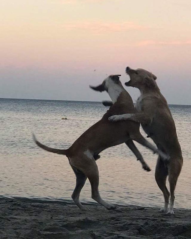 Elrinconsamario's tweet photo. #SantaMartaEnESM

Al fin los animales son tenidos en cuenta en Santa Marta

El Concejo distrital aprobó el proyecto de Planificación de 2018 a 2043 de todas las acciones en pro de la fauna presentado por la secretaría de Gobierno.

En el documento aprobado, se centran los co… https://t.co/72UVoxRIUK