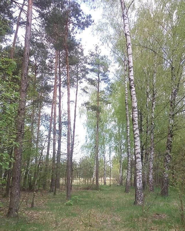 yoskine's tweet photo. Takie z dzisiejszego spaceru na dobranoc😴😌😚 #dobranoc #las #drzewa #Zdory #mazury #mazurycudnatury #wieśnamazurach #mazurskilas #krajobraz #spacerzpsem #landscape #forest #trees #tree #sky #niebo #warmińskomazurskie https://t.co/AubnF9uwSW https://t.co/4GMCZSCbTR