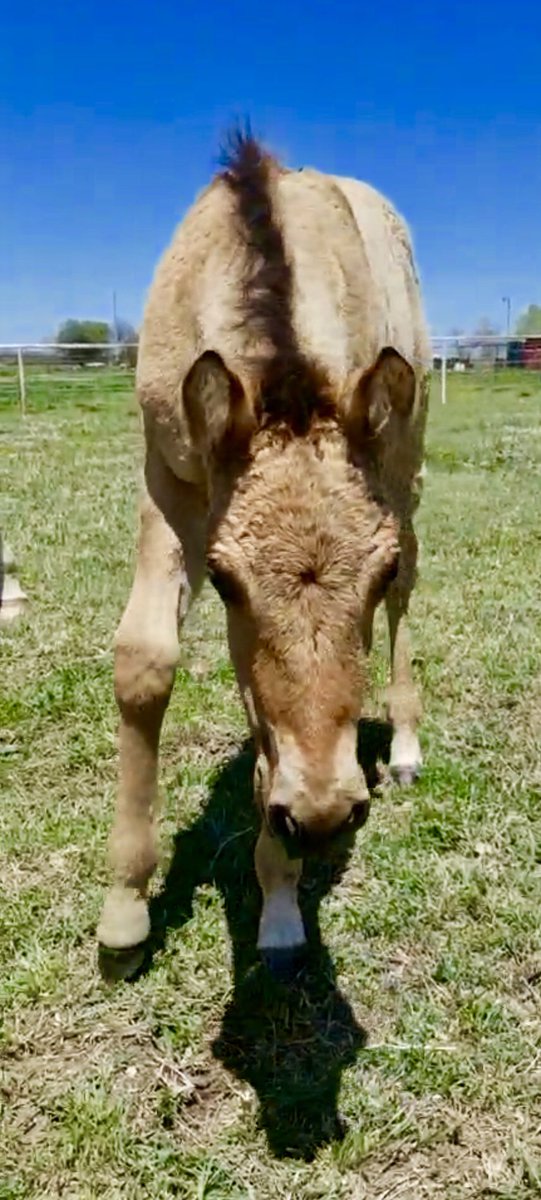 tjenkinsreiners's tweet photo. 2018 colt by #trickedoutspook out of #dunnitscowgirl (PE $110,000+ Earner $15,000) just a week old here!!! #dun #colt #foalgoals https://t.co/HgEQKrnU17