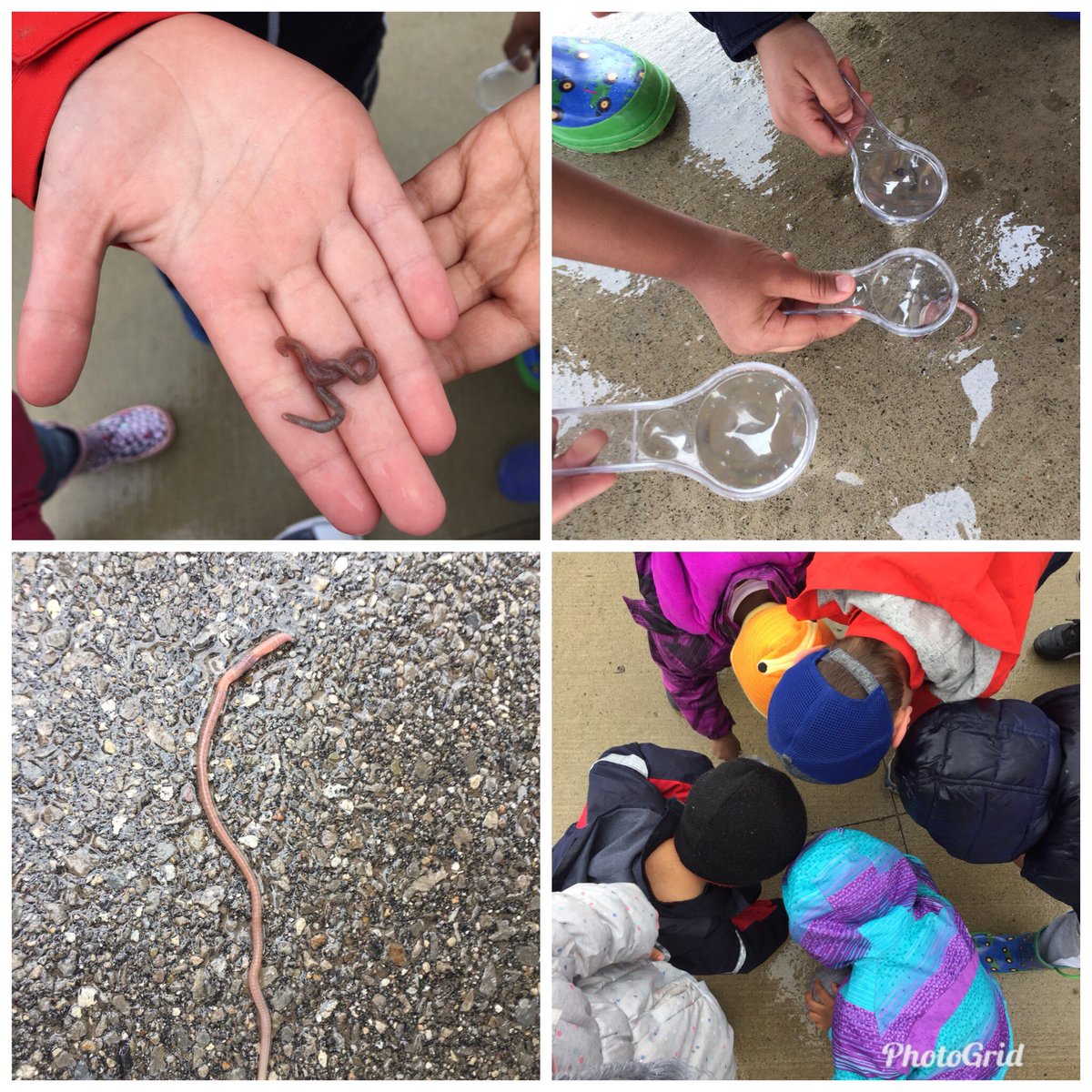 JennCampbell27's tweet photo. When it rains...we put on our rain boots and look for worms!  #worminquiry #compost https://t.co/zLhygIGdvV