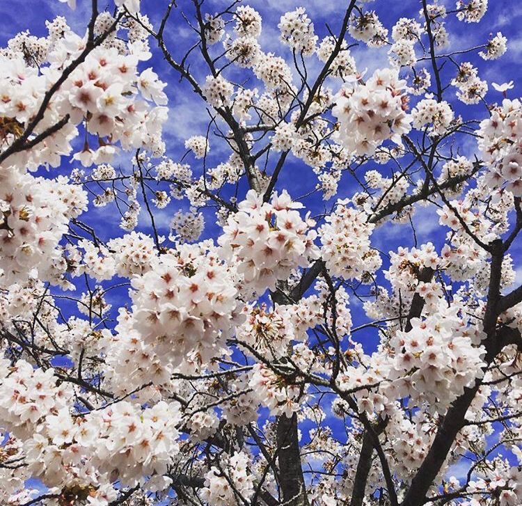 CherryTreeLocal's tweet photo. The cherry blossoms are blooming! And so are WE! We here at cherry tree are so excited to be launching with @eastonfarmersmarket MAY 5th #farmersmarket #organicfarming #organic #spring #supportlocal https://t.co/ODygp99hdt