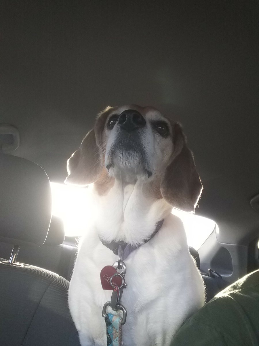 Car Doggos tweet media