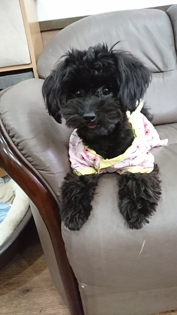 保護犬カフェ 堺店 保護犬紹介 クロミ ポメラニアン トイプードル 17 4 17生まれの女の子 とっても元気なクロミちゃん ゲージからでるとすぐに走ってます でもソファーの上が好きなのか ソファーから遊びに誘ったりも 里親様募集中です