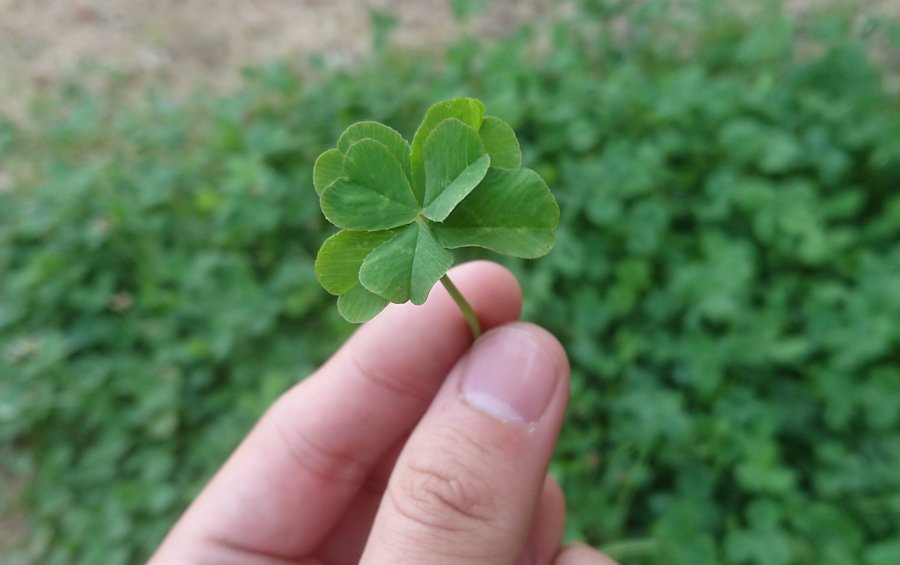 五つ葉のクローバーの意味や花言葉 見つかる確率はどれくらい 気になること 知識の泉