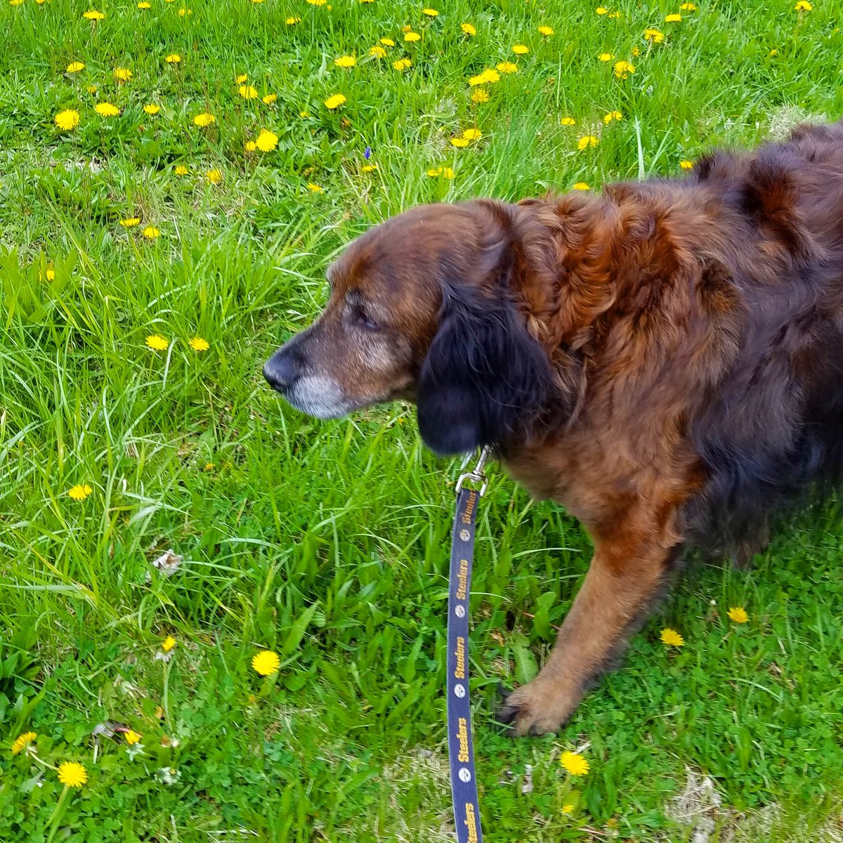 carolsnotebook's tweet photo. @Lizzardreads I took the dog for a week while listening to an audio book. #readathonworkout #readathon https://t.co/pS2wSTuScw