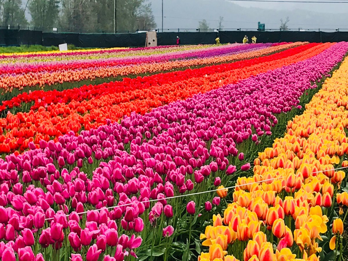 Even with the rain these are beautiful #abbotsfordtulipfestival #TULIPSoftheVALLEY