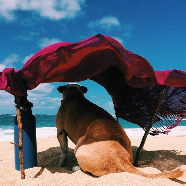 iIoveaesthetics's tweet photo. doggos at the beach https://t.co/IKvZwPMggl