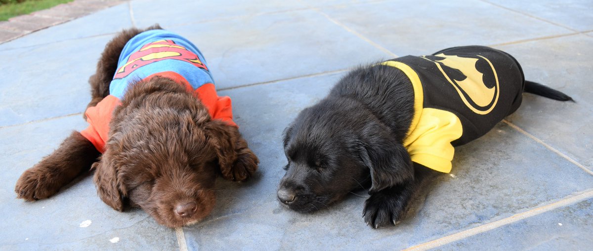 AngelsHopeInc's tweet photo. When you want to be a superhero, but you're also really tired from being a growing puppy! Goodnight. :) #NationalSuperHeroDay https://t.co/uoHGD5yYF3