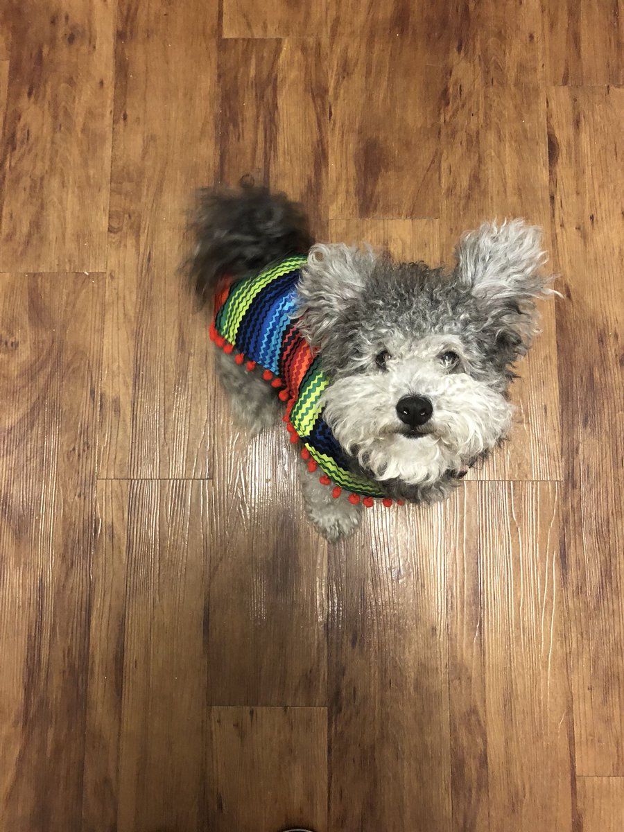 1_23ItsRuthy's tweet photo. My fiesta Mascot 🎊 https://t.co/ZAcy2jJf2y