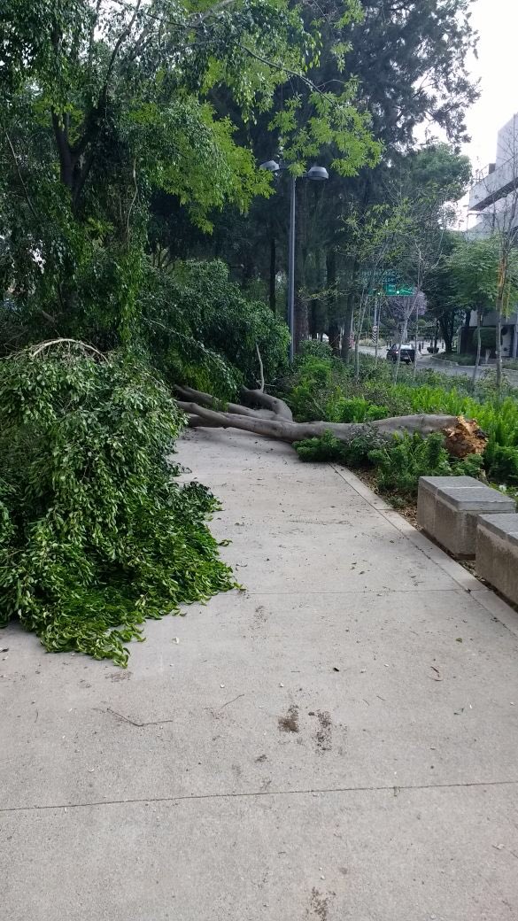 C_ConstructorBJ's tweet photo. #PELIGRO @retioDF @Raul_Esquivel_C Cae árbol en camellón de Barranca del Muerto esquina Hércules #CreditoConstructor @YezmineBecilBad @CatalinaPrezG @DelegacionBJ @SPCCDMX @ApoyoVial @JerrxG13 https://t.co/cUVtf46P8z