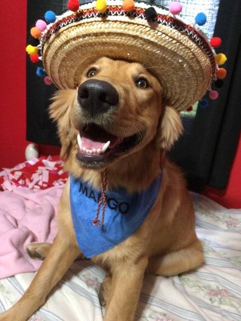 Peaches and mango are all ready for cinco de mayo #fortheloveofpets #enj #2144 #eastbrunswick #petsmart #petsmartgrooming