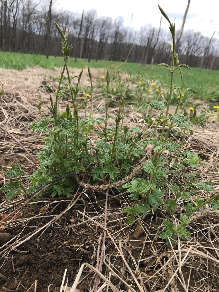 thehopproject's tweet photo. Stringing the hop yard tomorrow if anyone wants to help out. From 10-2 in prospect! https://t.co/7vlJS3NlWO